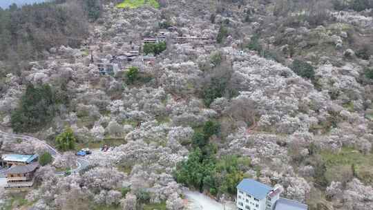 四川绵阳市平通镇梅林视频素材模板下载