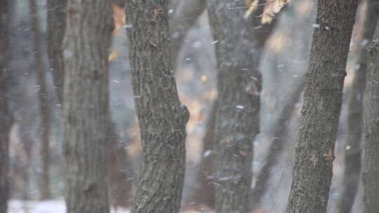 威海里口山山林树木飞雪