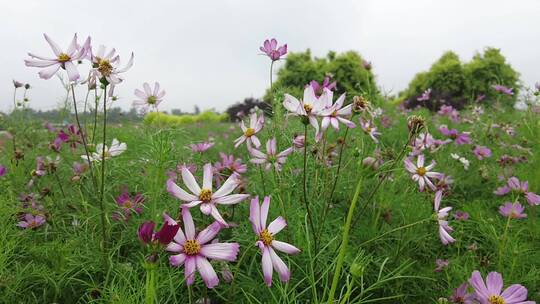 航拍 花海 紫花 格桑花 郊野 怒放 远山