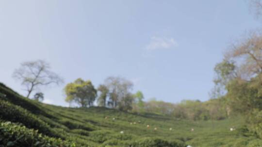 杭州 狮峰山 茶农 采茶