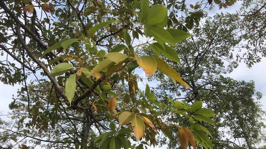 秋季枯黄的树