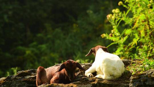 家畜羊山羊吃草动物素材