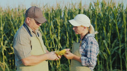 农民夫妇在田间研究玉米穗