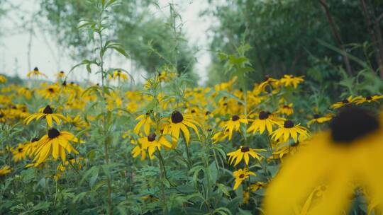 滑轨拍摄自然黄色花朵花海