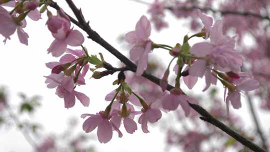 樱花花朵花瓣粉色花开