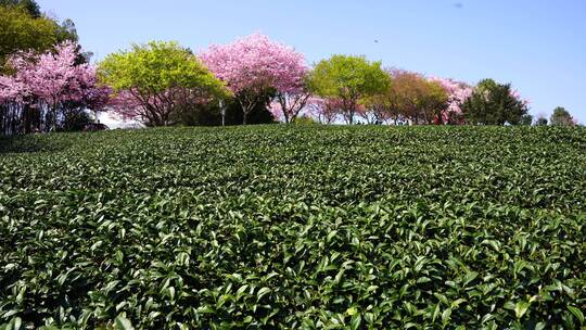 茶园樱花树 樱花美景 唯美樱花茶园