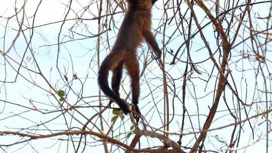 卷尾猴在树梢上爬视频素材模板下载