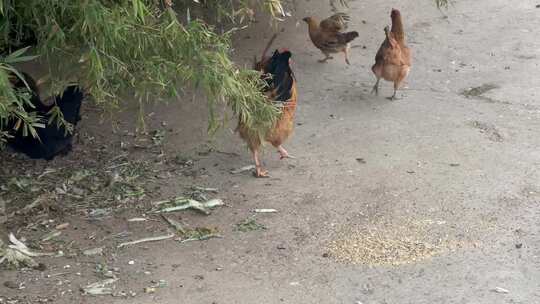 散养鸡吃地上玉米糁粮食1