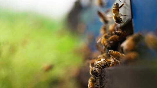 春天慢镜头特写养蜂场蜜蜂飞舞