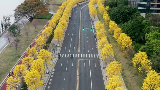 广州环岛路黄花风铃木在道路两旁盛开