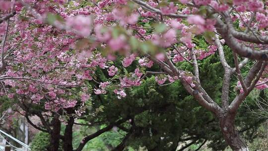 春天樱花园里樱花盛开的自然风景慢镜