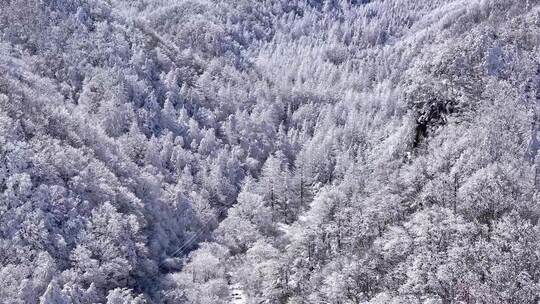 秦岭森林雾凇雪景视频素材模板下载