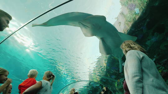游客观看水族馆隧道里的锯鱼