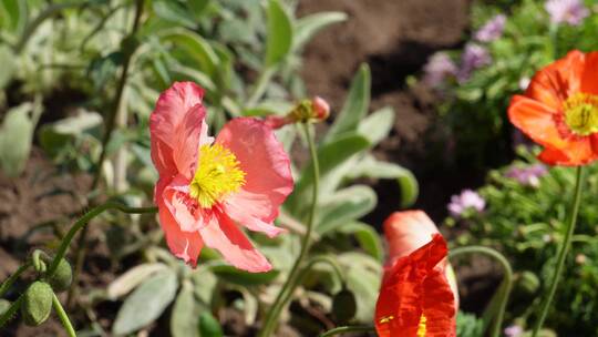 橘红色野花鲜花开花