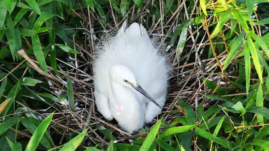 白鹭孵化哺乳孕育生命