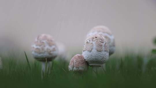 慢镜头拍摄雨中菌类在草地中