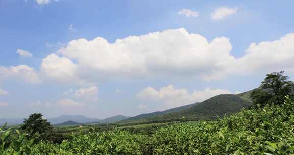 江苏省宜兴阳羡生态茶园茶田 蓝天白云背景