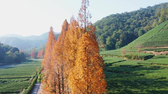 杭州梅家坞梅灵路秋色水杉林航拍