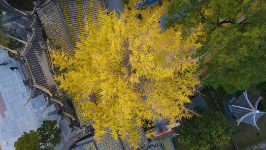 秋天黄色银杏树航拍唯美空镜头