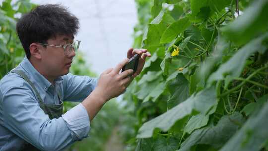 年轻男性在大棚里摘小黄瓜