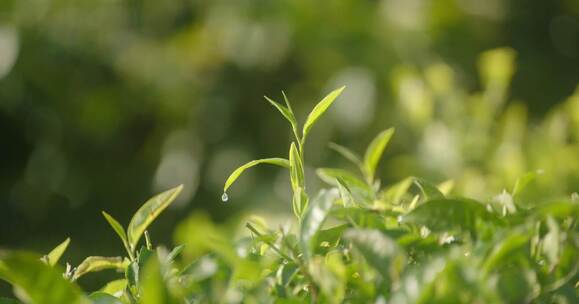 普洱茶嫩芽视频素材模板下载