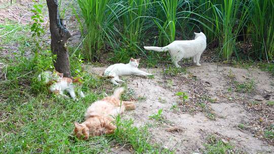 一群猫在户外休息开会