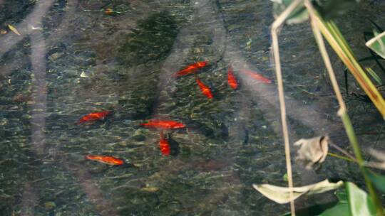 池塘中的金鱼自在游动束河古镇
