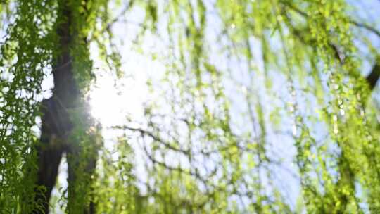 春天垂柳柳树生长绿色发芽仰视阳光逆光特写