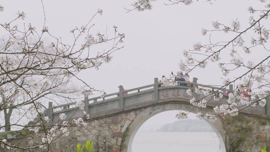 长春桥与樱花