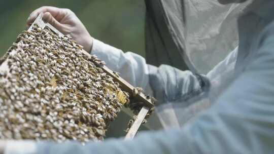 蜂农打开蜂箱检查蜜蜂-合集2视频素材模板下载