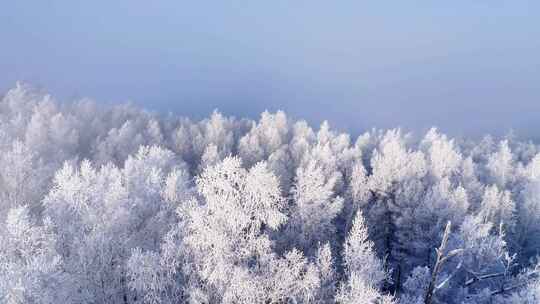 冰雪覆盖的森林壮观全景