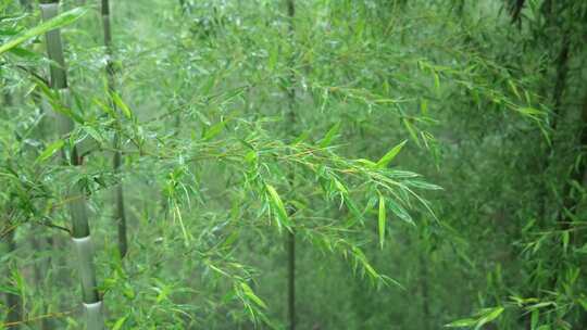 下雨天茂密的竹林枝叶繁茂生机勃勃的景象