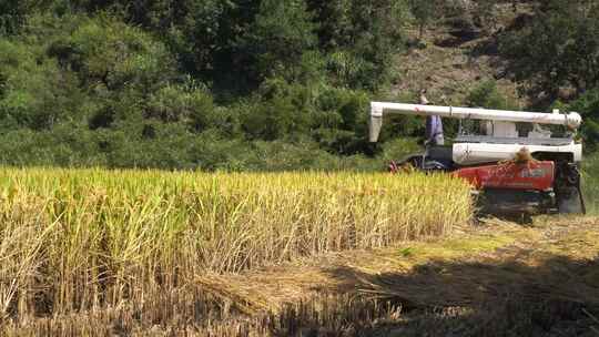 农村水稻收割机收割