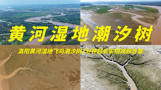 黄河湿地鸟类生态潮汐树实拍视频合集