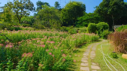 田间小路 花园 公园 花坛 醉蝶花