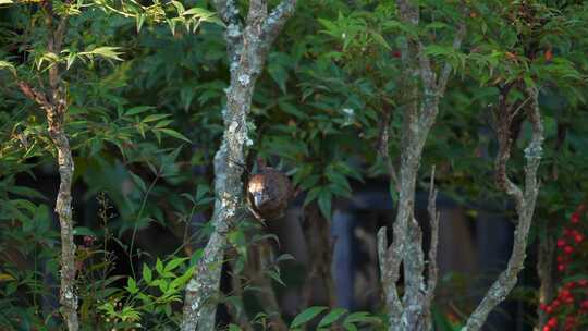 南非森林阴凉处，雄性罗嘴织布鸟在树枝间跳跃
