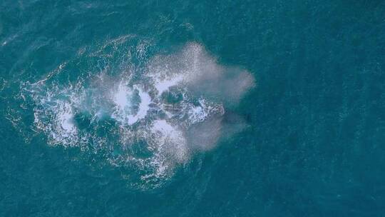大海中的鲸鱼