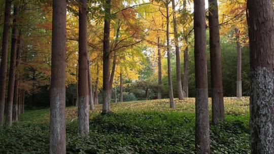 秋天城市公园树林户外清新自然唯美航拍