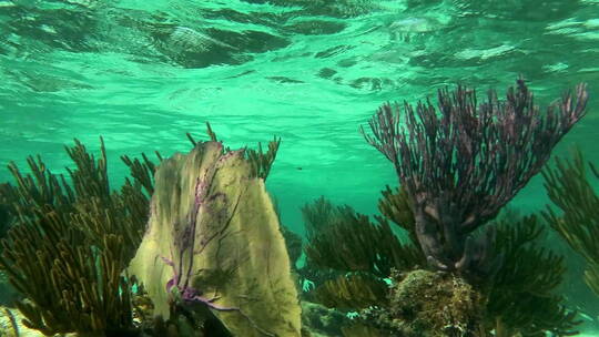 软珊瑚在海底环境中摇摆视频素材模板下载