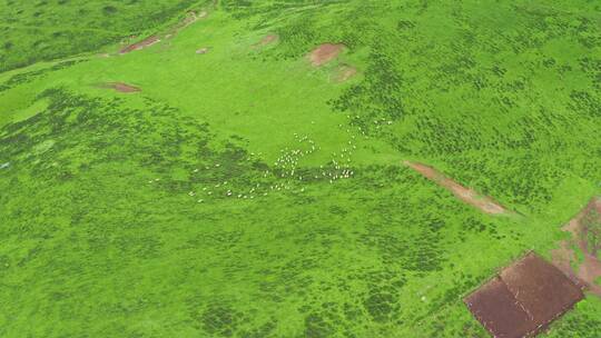 中国西部甘肃省高山草原风景航拍