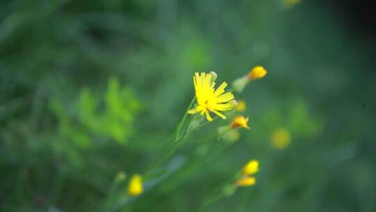 草地上一朵小花，野花，黄色小雏菊视频素材模板下载