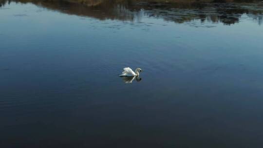 平静水中的大天鹅
