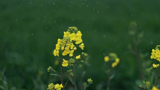 下雨天的油菜花特写春天雨水