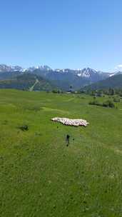 塔特拉山脉令人惊叹的风景和一群绵羊波兰