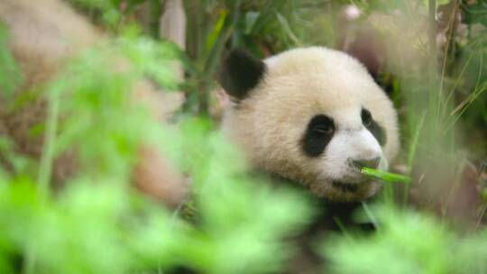 国宝大熊猫在啃吃竹子