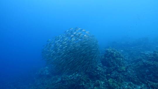 海底鱼群 沙丁鱼风暴