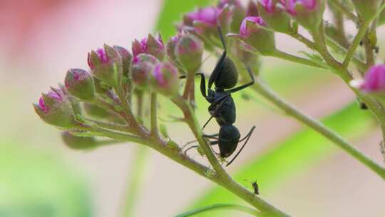 春日花开，大黑蚂蚁在花卉上爬行繁殖虫卵