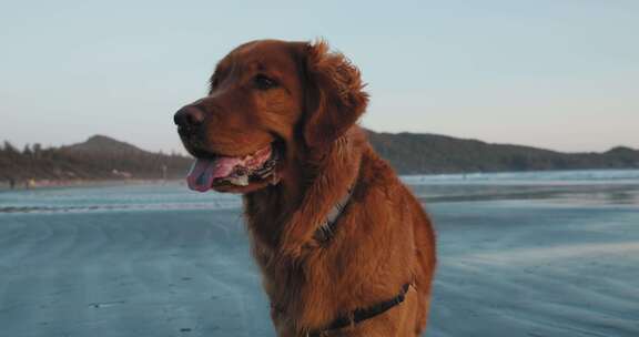 金毛猎犬，狗，海滩，日落