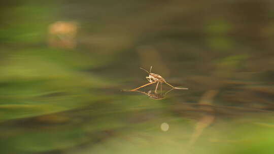 小溪池塘水面水黾昆虫水蜘蛛