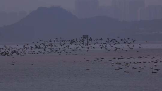S群鸟在湖面盘旋